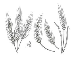 conjunto de mano dibujado trigo oído Picos. panadería comida concepto vector