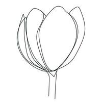 Tulip flower continuous one line drawing. Linear vector illustration