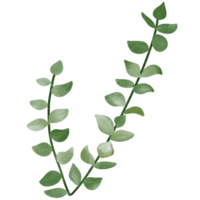 Branch of green leaves for decoration. png