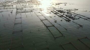 Aerial sunset view of cultivate fish on the lake such as cat fish is alternative to divers the food nutrition. video