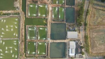 Antenne Aussicht von Garnele Landwirtschaft mit mit Belüfter Pumpe Oxygenierung Wasser in der Nähe von Ozean. video