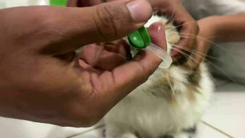 un gato come vitaminas veterinario dando un píldora a enfermo triste gato. medicamentos y sintético vitaminas para animales video