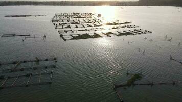 aéreo puesta de sol ver de cultivar pescado en el lago tal como gato pescado es alternativa a diversos el comida nutrición. video