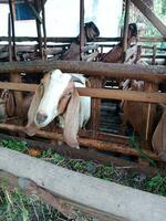 goat in the cage. farm animal sign and symbol. photo