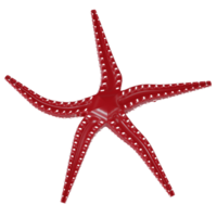 3d rendered red sea star icon isolated png