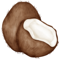 Coconut, watercolor coconut png