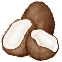 Coconut, watercolor coconut png