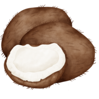 noce di cocco, acquerello Noce di cocco png