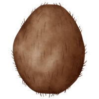 coco, aguarela coco png