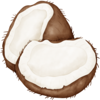 Coconut, watercolor coconut png