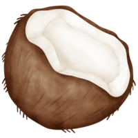 noce di cocco, acquerello Noce di cocco png