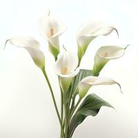 AI generated delicate calla llily real photo photorealistic stoc