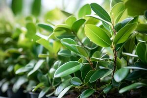 AI generated potted plants ficus elastica closeup natural botanical in greenhouse gardening photo