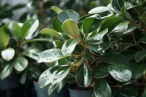 AI generated potted plants ficus elastica closeup natural botanical in greenhouse gardening photo