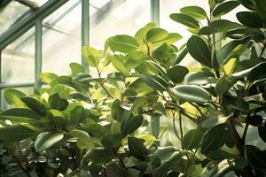 ai generado cerca arriba de verde hojas en conserva hogar plantas ficus benjamina natural botánico en invernadero jardinería foto