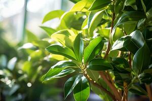 AI generated potted plants ficus elastica closeup natural botanical in greenhouse gardening photo