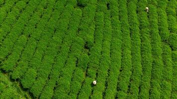 ver de trabajadores en un verde campo cosecha el té cultivos a cau eso, da lat ciudad, justicia polla provincia foto