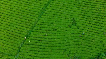 View of workers in a green field harvesting the tea crops at Cau Dat, Da Lat city, Lam Dong province photo