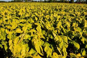 a field of tobacco plants with yellow leaves photo