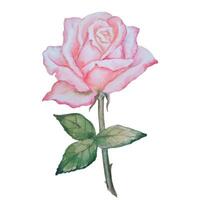 Delicate Watercolor Pink Rose vector