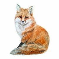 Realistic Watercolor Fox on a White Background vector