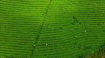 View of workers in a green field harvesting the tea crops at Cau Dat, Da Lat city, Lam Dong province photo