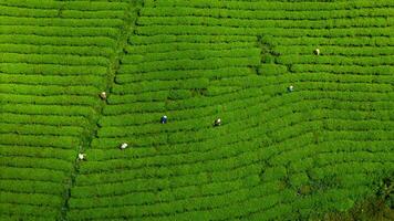 View of workers in a green field harvesting the tea crops at Cau Dat, Da Lat city, Lam Dong province photo