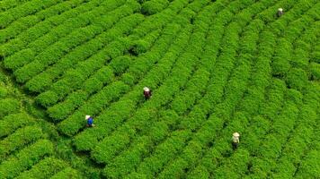 View of workers in a green field harvesting the tea crops at Cau Dat, Da Lat city, Lam Dong province photo