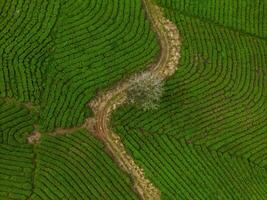 hermosa paisaje en el Mañana a cau eso, da lat ciudad, justicia polla provincia. viento poder en té colina, Mañana paisaje en el ladera de té plantado foto