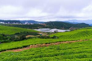 Beautiful landscape in the morning at Cau Dat, Da Lat city, Lam Dong province. Wind power on tea hill, morning scenery on the hillside of tea planted photo