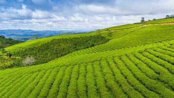 hermosa paisaje en el Mañana a cau eso, da lat ciudad, justicia polla provincia. viento poder en té colina, Mañana paisaje en el ladera de té plantado foto