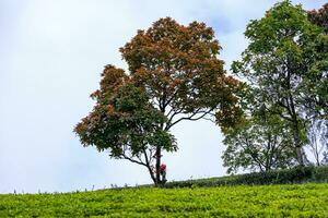 Beautiful landscape in the morning at Cau Dat, Da Lat city, Lam Dong province. Wind power on tea hill, morning scenery on the hillside of tea planted photo