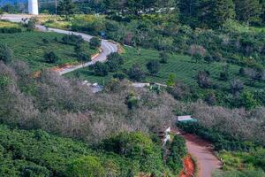 Beautiful landscape in the morning at Cau Dat, Da Lat city, Lam Dong province. Wind power on tea hill, morning scenery on the hillside of tea planted photo