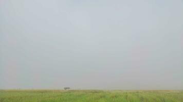 Time lapse with fast speed of fog in rice field of Thailand video