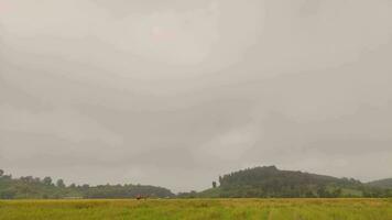 rápido hora lapso de Moviente niebla en arroz campo video