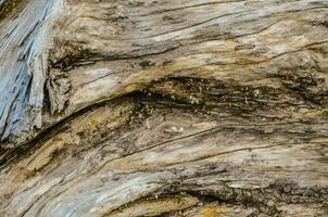 close up of a tree trunk with moss and lichen photo