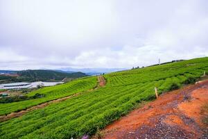 Beautiful landscape in the morning at Cau Dat, Da Lat city, Lam Dong province. Wind power on tea hill, morning scenery on the hillside of tea planted photo