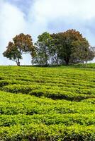 Beautiful landscape in the morning at Cau Dat, Da Lat city, Lam Dong province. Wind power on tea hill, morning scenery on the hillside of tea planted photo