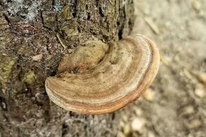 Artist's bracket. ganoderma applanatum is a bracket fungus with a cosmopolitan distribution. photo