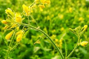 Dew drops on mustard flowers photo