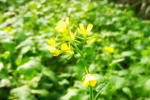 Yellow mustard flower mustard field photo