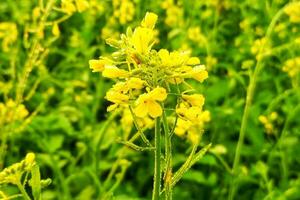 Dew drops on mustard flowers photo