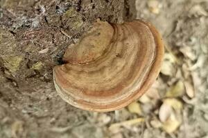 del artista soporte. ganoderma Applanatum es un soporte hongo con un cosmopolita distribución. foto