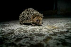 a hedgehog walking on the ground at night photo