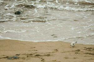 a bird standing on the beach near the ocean photo