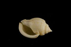 a shell on a black background photo