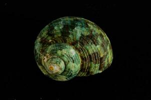 a green and black shell on a black background photo