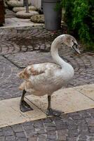 a white swan is walking on a brick sidewalk photo