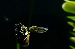 a black and yellow fish swimming in an aquarium photo