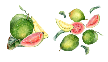 Set of whole guava and slices, leaves levitation watercolor illustration. Tropical fruit, pink, yellow pulp guajava hand drawn. Design for packaging, label, kitchen utensil. png